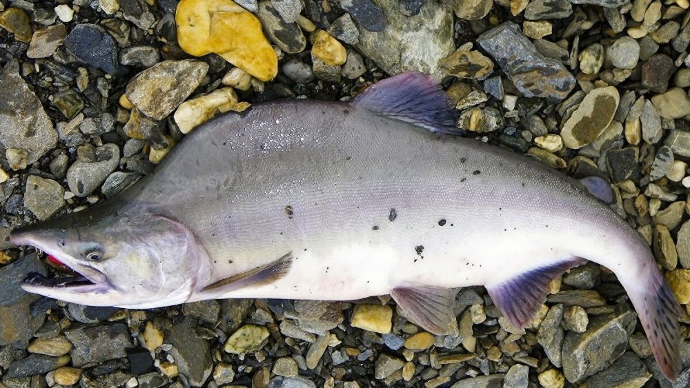 6 Jenis Ikan Salmon yang Paling Populer di Dunia, Tahu Perbedaannya?