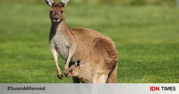 Selain Kanguru Dan Koala 5 Hewan Ini Juga Endemik Negara Australia