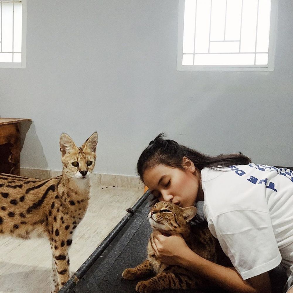 Kasus Jagal Kucing di Medan, Tersangka Terancam 5 Tahun Penjara 