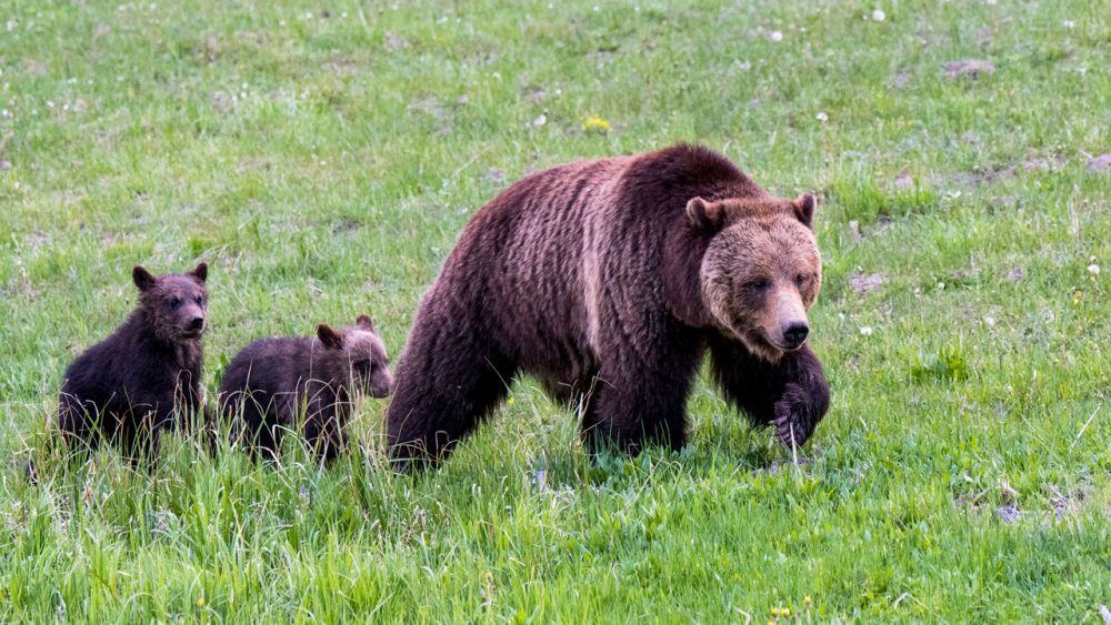 Asyik Panen Buah Pala, Pasutri di Pesawaran Diserang Beruang Hutan