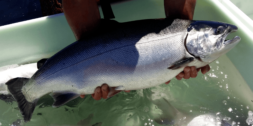 6 Jenis Ikan  Salmon  yang Paling Populer di Dunia Tahu 
