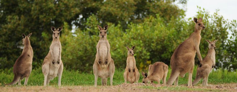 5 Fakta Menarik tentang Australia, Negara yang Sekaligus Benua