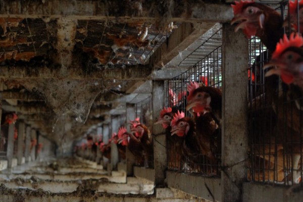 Miris, Peternak Ayam di Indonesia Banyak Gunakan Kandang Baterai
