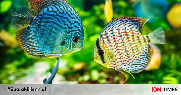 101 Jual Ikan Hias Air Laut Bali HD Terbaik