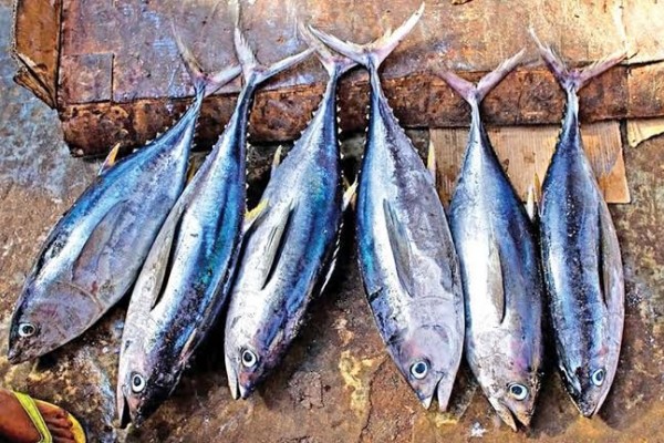 5 Tips Memilih Ikan Tuna yang Segar, Berkualitas dan Lezat!