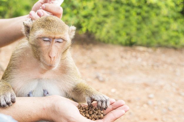 Monyet Liar Serbu Rumah Warga, Damkar Tebingtinggi Turun Tangan