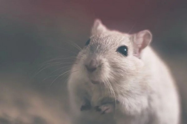 Pasutri di Tabanan Makan Roti Berisi Racun Tikus