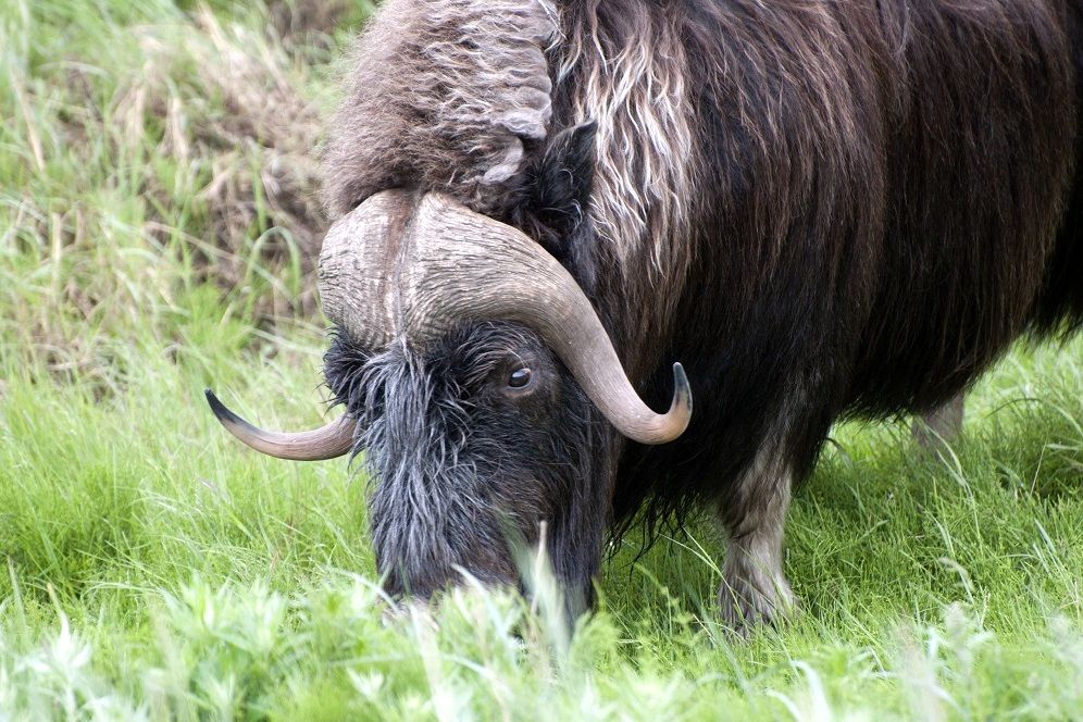 7 Facts about Muskox, a formidable Bison-like Arctic resident