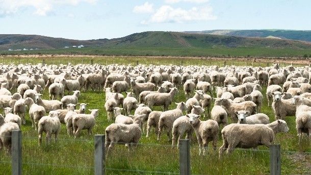 5 Fakta Unik Selandia Baru, Banyak Domba Hingga Bukit Bernama Panjang
