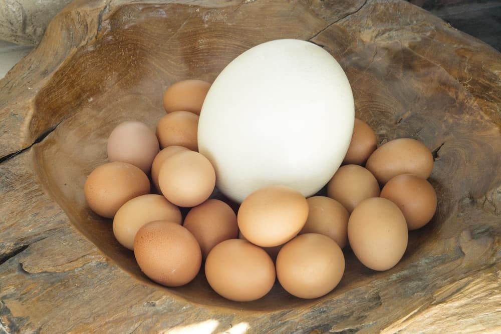 Peternak Beberkan Penyebab Tingginya Harga Telur Ayam di Lampung