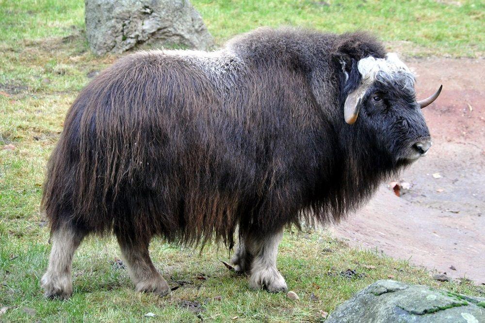 7 Fakta Muskox, Hewan Tangguh Penghuni Arktik yang Mirip Bison