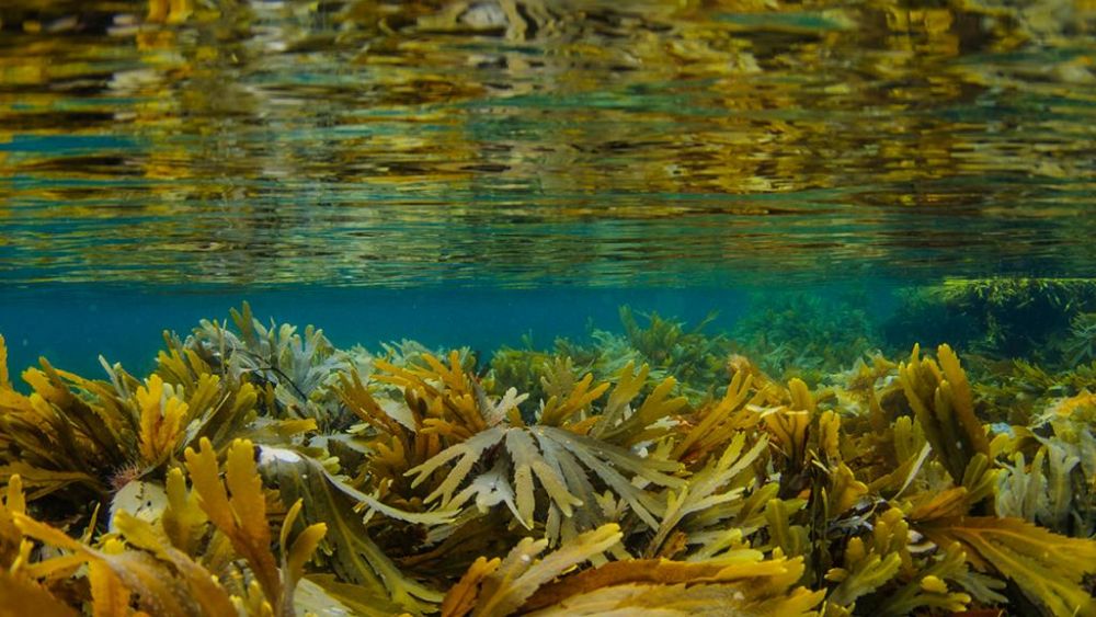 25 Ribu Ton Ikan Dari Jateng Dikirim ke 21 Negara Selama Pandemik COVID-19