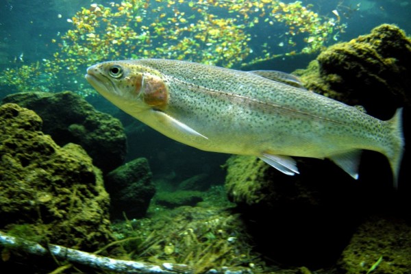 5 Fakta Ikan Trout Pelangi, Satu Keluarga dengan Ikan Salmon