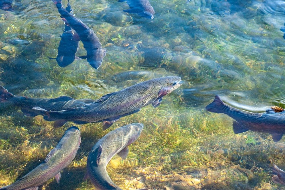5 Fakta Ikan Trout Pelangi, Satu Keluarga dengan Ikan Salmon