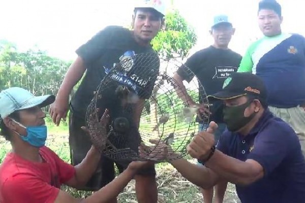 Warga Kediri Lepaskan Satwa Predator untuk Atasi Serangan Hama