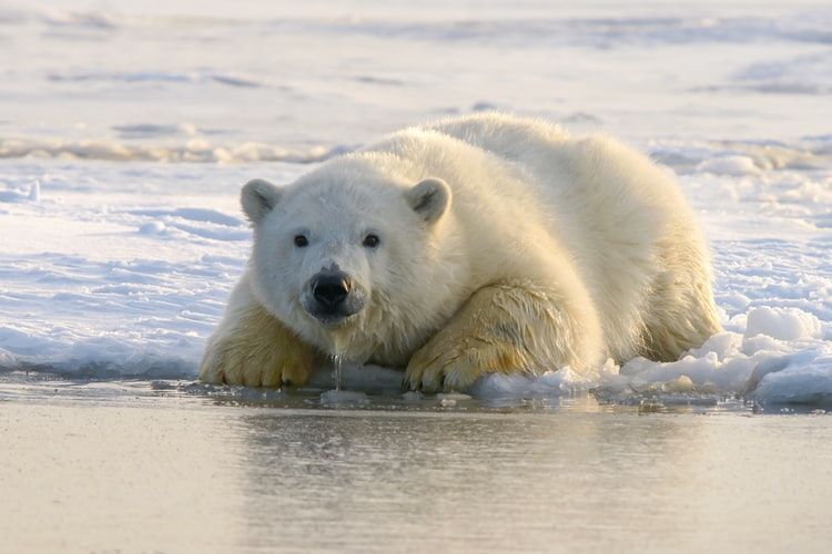 Fakta Wilayah Dingin Kerajaan Beruang Kutub 