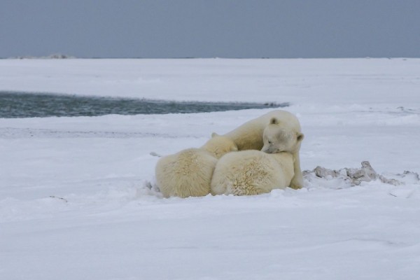 5 Fakta Ilmiah tentang Arktika, Wilayah Dingin Kerajaan Beruang Kutub