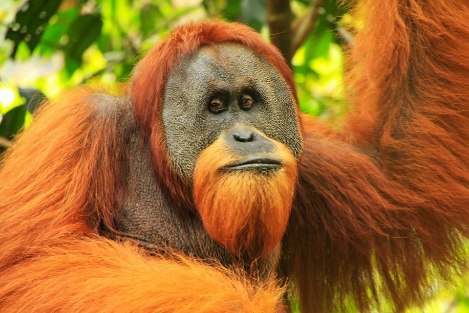 6 Hewan  Endemik  Pulau Sumatra  Ini Terancam Punah Miris 