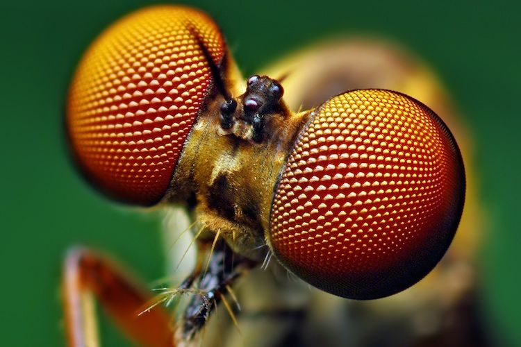 6 Fakta Serangga Hewan  Kecil Tersukses di Dunia