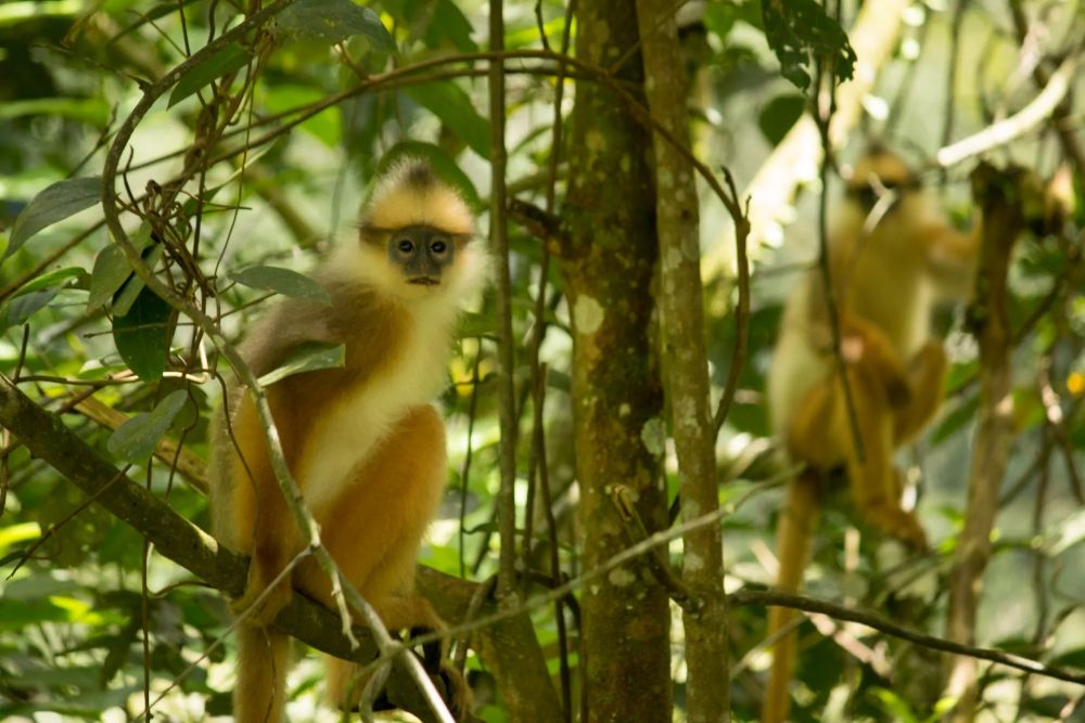 6 Hewan  Endemik  Pulau Sumatra  Ini Terancam Punah Miris 