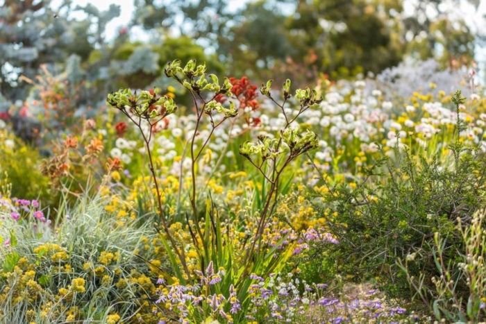 5 Fakta Kangaroo Paws, Tanaman Asal Australia yang Bentuknya Unik