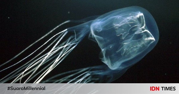 5 Spesies Hewan  Laut yang Memiliki  Bisa dan  Racun  Mematikan