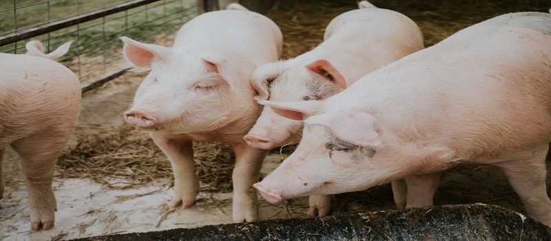 Viral, Babi Hutan di Muratara Tak Mau Tidur Tanpa Bantal dan Selimut