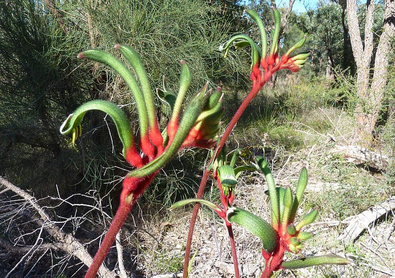 5 Fakta Kangaroo Paws, Tanaman Asal Australia yang Bentuknya Unik