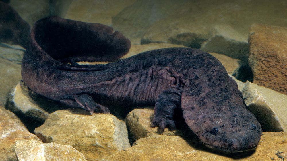 Fakta Trio Giant Salamander Hewan Amfibi