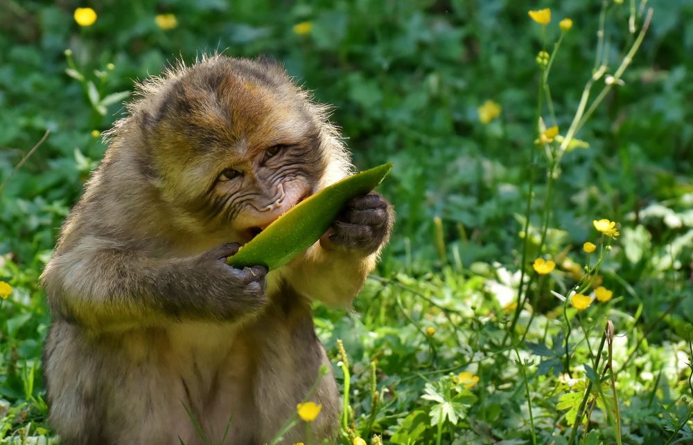 Monyet Ekor Panjang Jarah Lahan Pertanian Di Gunungkidul