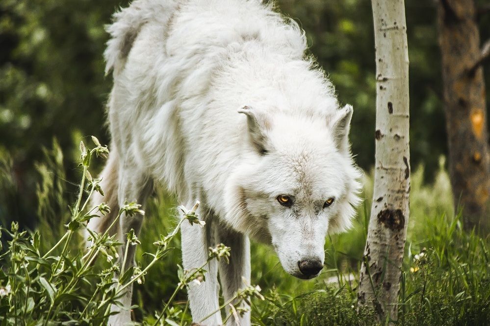 5 Hal yang Wajib Kamu Tahu tentang Dire Wolf, Serigala Purba Penguasa