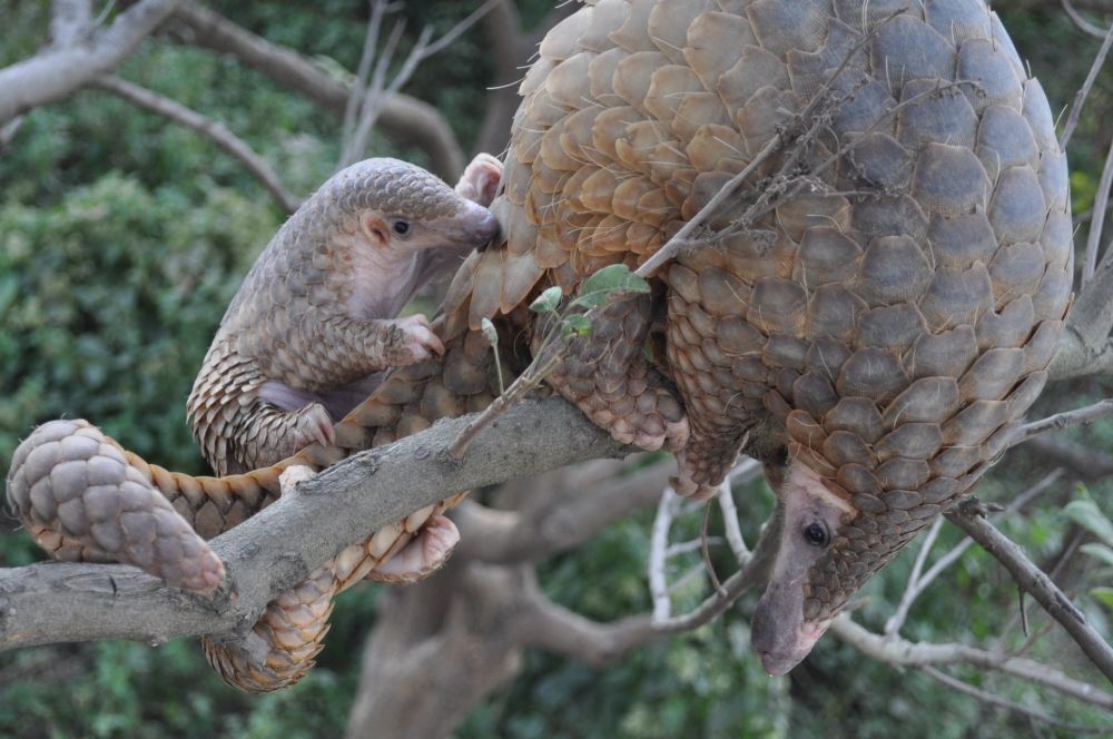 Vietnam Berkomitmen Tindak Tegas Perdagangan Satwa Liar Ilegal