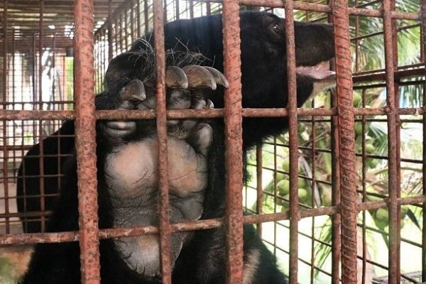 Vietnam Berkomitmen Tindak Tegas Perdagangan Satwa Liar Ilegal