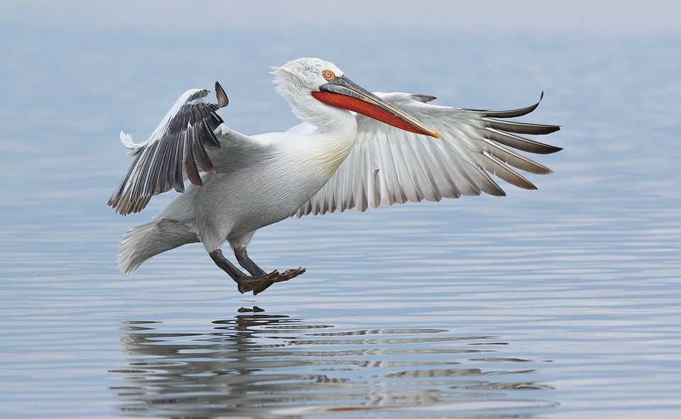 5 Spesies Burung Dengan Ukuran Paruh Terpanjang Memesona