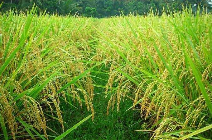 Petani Millennial di Semarang Ditantang Genjot Produksi Beras