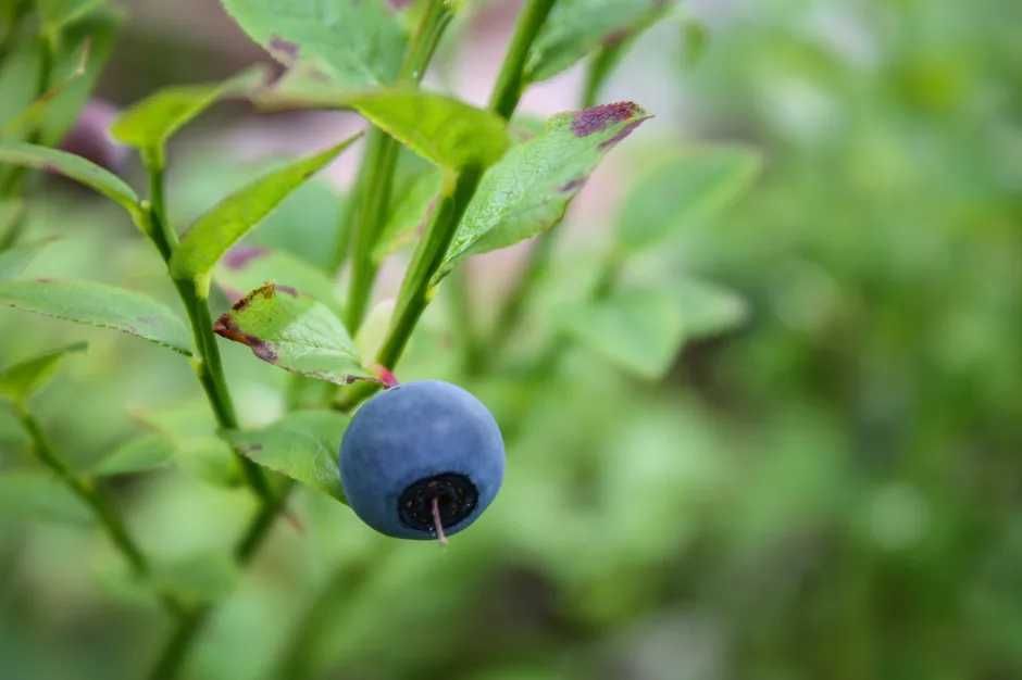 Rajanya Antioksidan! 7 Manfaat Sehat Blueberry Ini Amat Menggiurkan