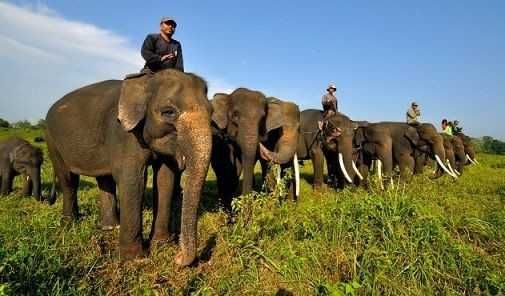 Konflik Gajah dan Manusia di Lampung Timur Tak Kunjung Usai