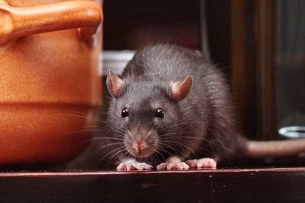 7 Hewan yang Sering Disalah Mengerti, Siapa Bilang Tikus Itu Jorok?