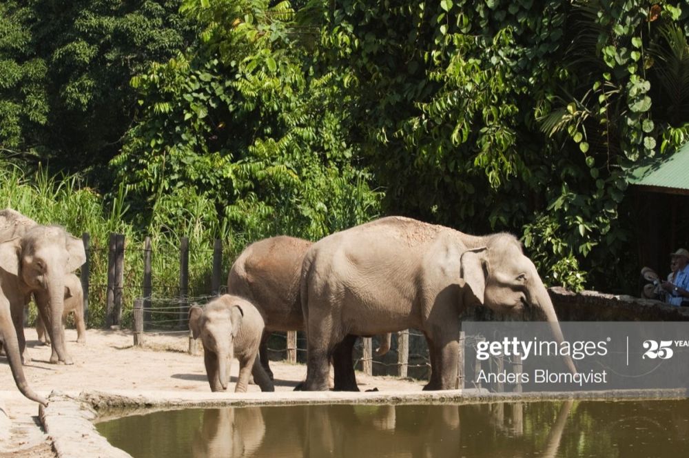 Malnutrisi dan Terluka, Gajah Liar Sumatra di Aceh Besar Akhirnya Mati