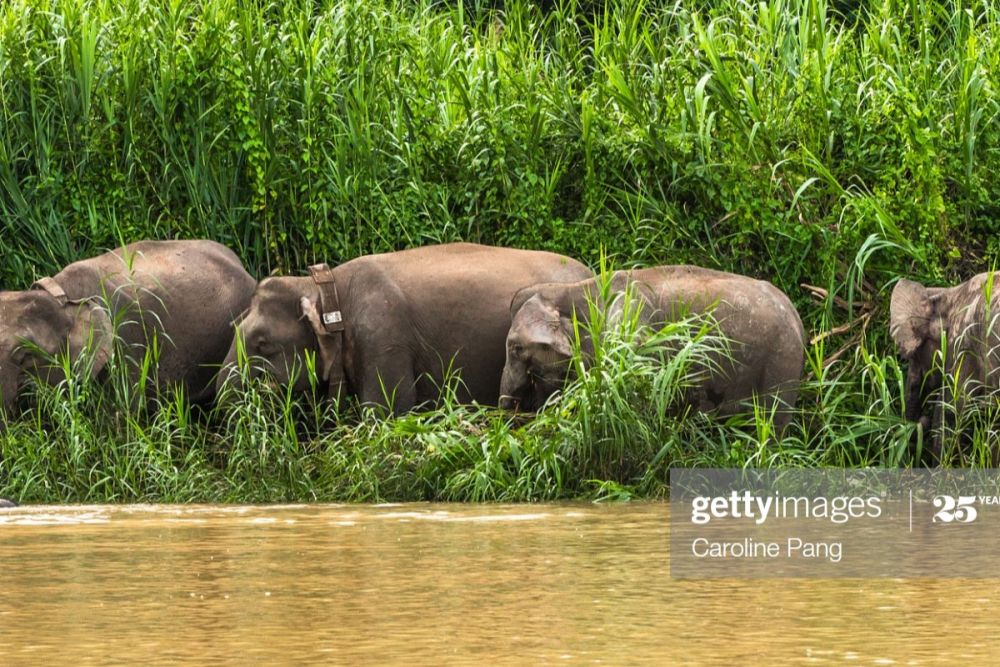 Kawanan Gajah Liar Turun ke Pemukiman Warga Bener Meriah