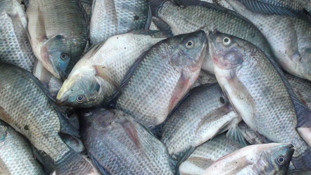 DKP Sebut Kebutuhan Ikan Air Tawar di Mataram Mencapai 200 Ton Sebulan