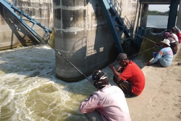 Bengawan Solo di Lamongan Surut, Pemancing Dapat Ikan hingga 25 kg