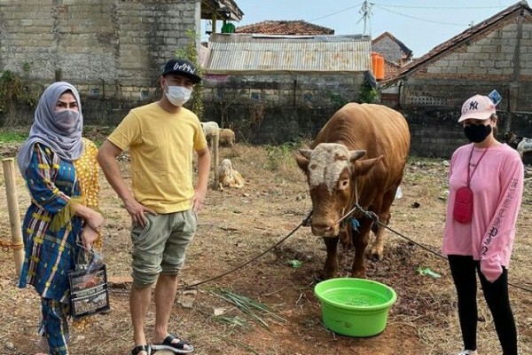 10 Potret Selebriti Berburu Hewan Kurban Sapi untuk Dibagikan ke Warga