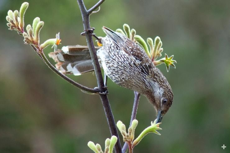 5 Fakta Kangaroo Paws, Tanaman Asal Australia yang Bentuknya Unik