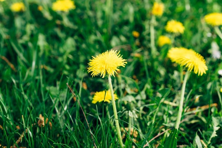Aman Dimakan, Ini 5 Jenis Bunga yang Memiliki Manfaat Kesehatan 