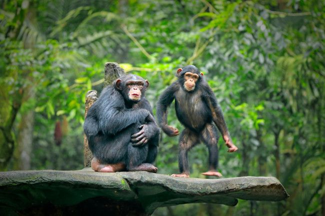 Fakta Unik Simpanse Spesies Mendekati Manusia