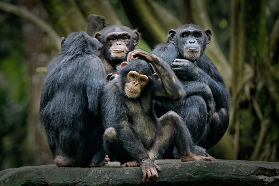 Fakta Unik Simpanse Spesies Mendekati Manusia