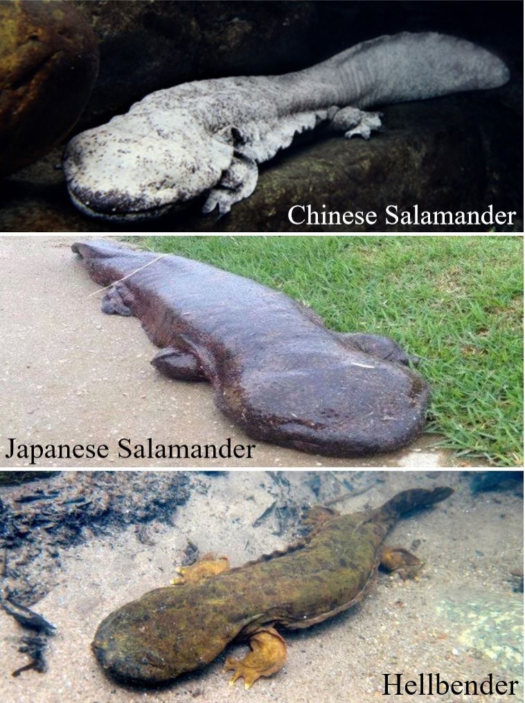 Fakta Trio Giant Salamander Hewan Amfibi