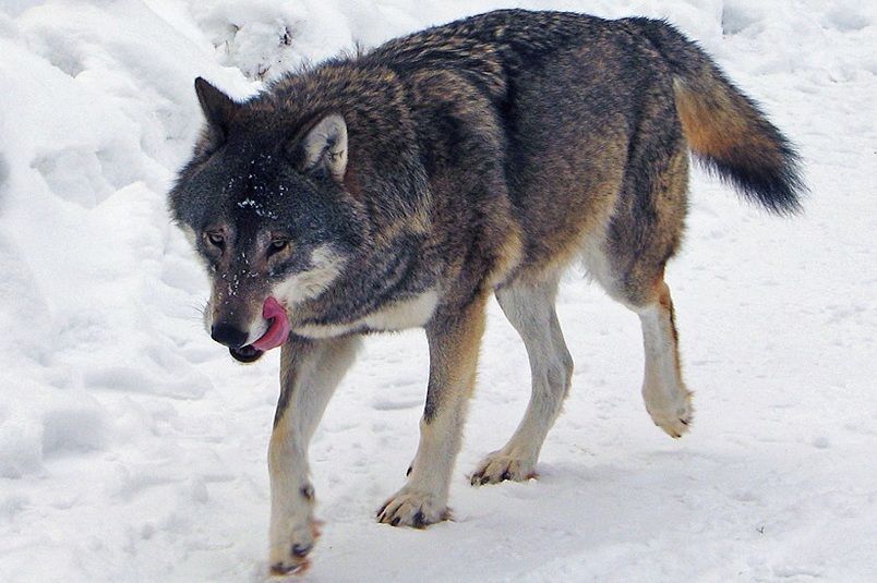 5 Hal yang Wajib Kamu Tahu tentang Dire Wolf, Serigala Purba Penguasa