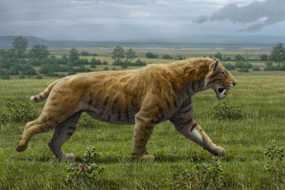 Kucing Besar yang Hidup di Era Prasejarah